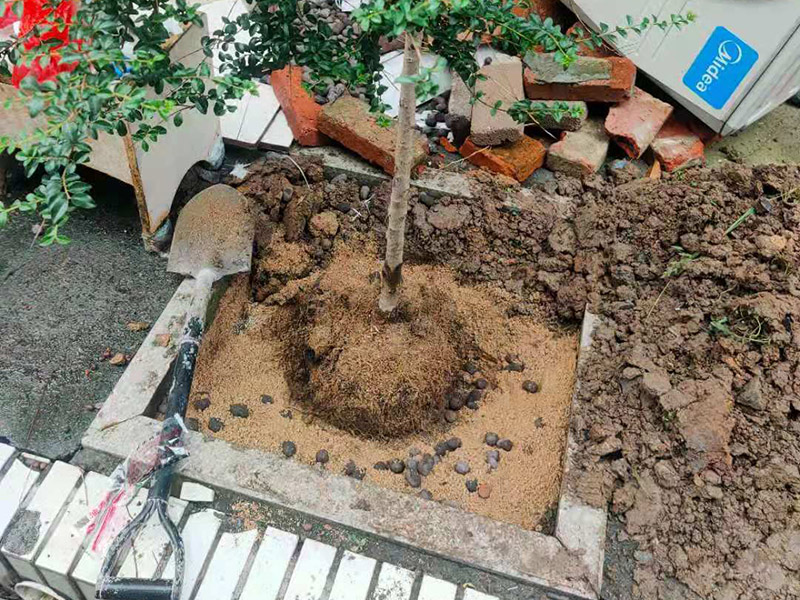 庭院植物底部防水：找到本來的防水層，由于防水層不是顯露的，是在面層下部，有必要將面層進行悉數根除，找到本來的防水層。將原防水層根除以后，找平，將本來下部保溫層里存的水進行排干，設一些排氣孔做排氣辦法，將保溫層里的水分排干。做完防水層以后，必定要做找坡處理，不要形成屋面部分存水，通常設置水泥砂漿找平找坡，找坡的斜度不小于3%。再進行閉水實驗，不漏水為合格，再進行康復上面的維護及鋪貼面磚裝修。